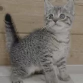 マンチカン(長足)【福岡県・女の子・2025年3月17日・ブラウンマッカレルタビー】の写真5