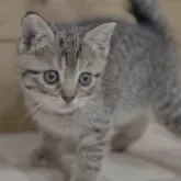 マンチカン(長足)【福岡県・女の子・2025年3月17日・ブラウンマッカレルタビー】の写真6