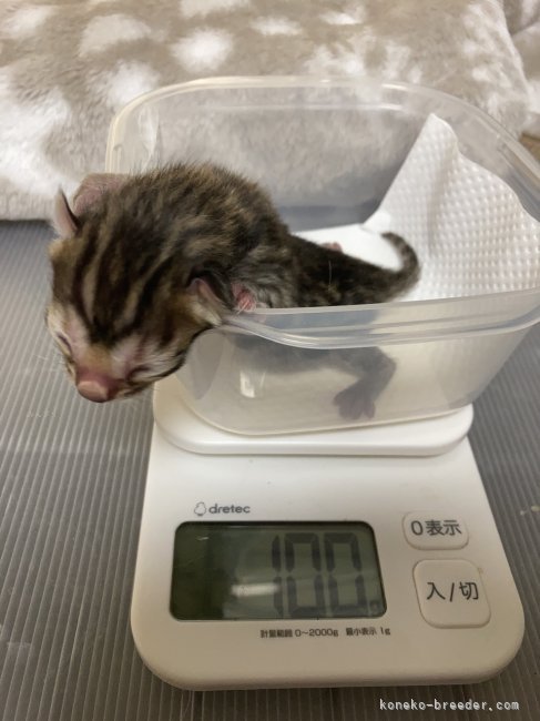 今津萌ブリーダーのブログ：へちま出産しました