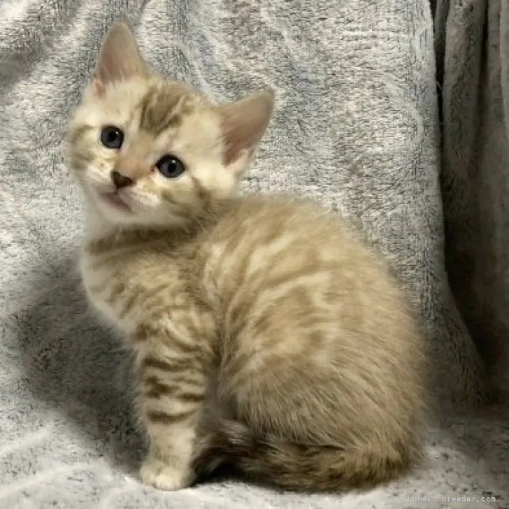 ID：2303-00455の子猫