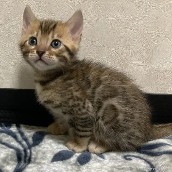 ID:2211-00201の子猫