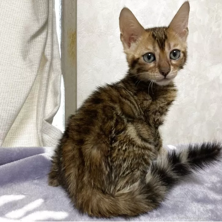 ベンガル【長野県・男の子・2025年4月19日・ブラウンスポテッドタビー(ロゼット)】の写真1