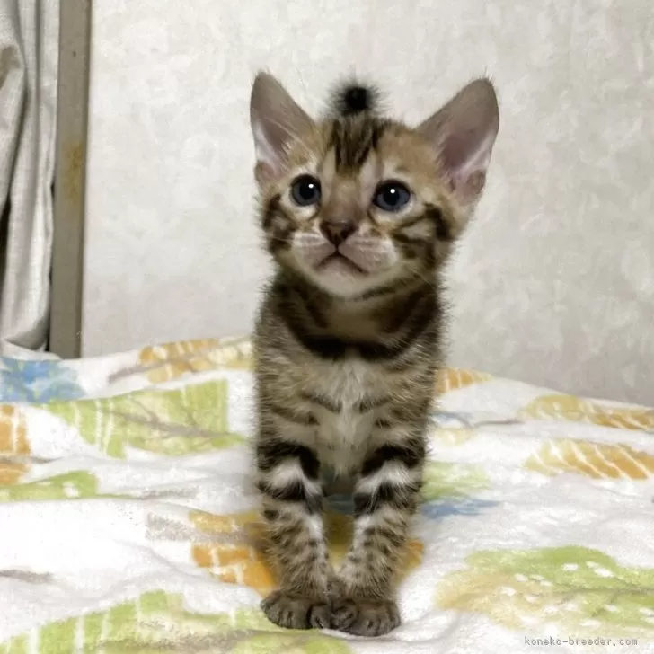 ID：2505-01623の子猫