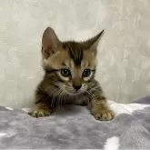 ベンガル【長野県・男の子・2025年5月19日・ブラウンスポテッドタビー(ロゼット)】の写真1