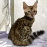 ベンガル