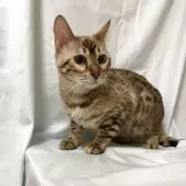 ベンガル【長野県・男の子・2025年5月19日・シールミンクスポテッドタビー(ロゼット)】の写真2