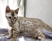 ベンガル【長野県・男の子・2025年5月19日・シールミンクスポテッドタビー(ロゼット)】の写真3