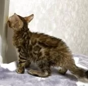 ベンガル【長野県・男の子・2025年4月19日・ブラウンスポテッドタビー(ロゼット)】の写真4