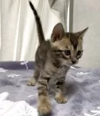 ベンガル【長野県・男の子・2025年5月19日・ブラウンスポテッドタビー(ロゼット)】の写真9