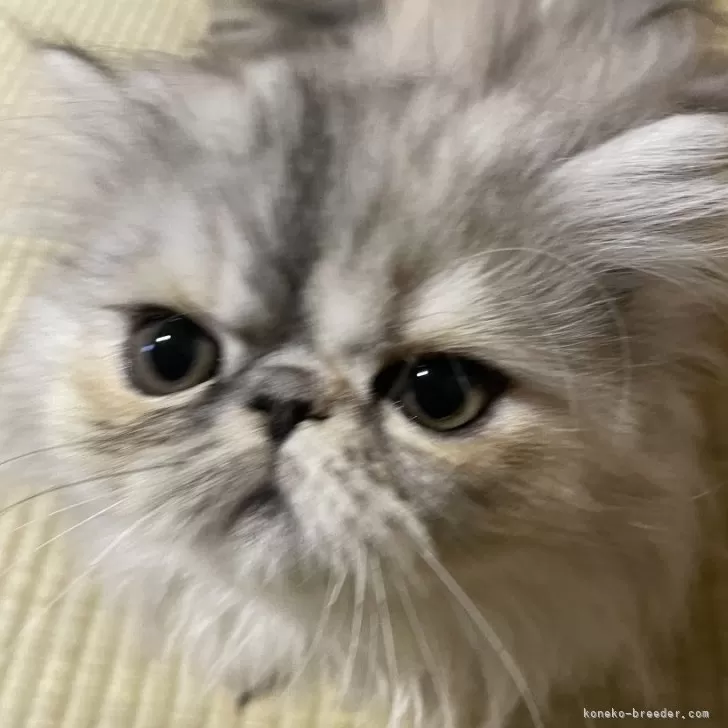 ID：2410-01033の子猫