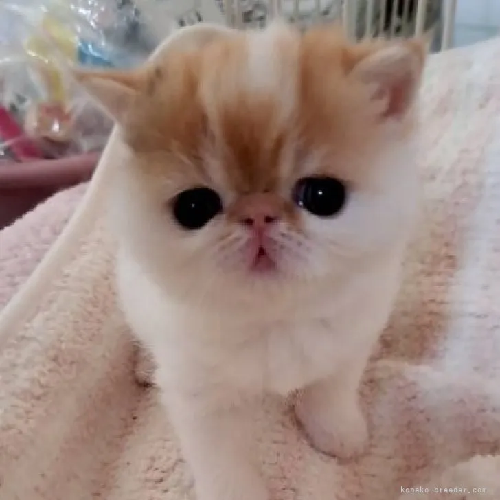 ID：2307-00859の子猫