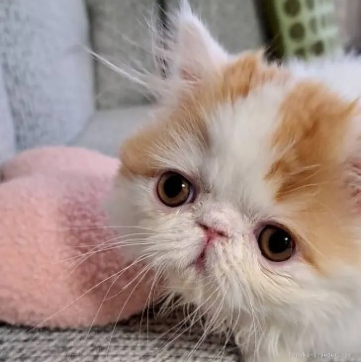 ID：2304-02319の子猫