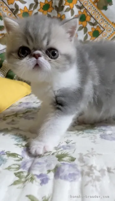 ID：2307-00855の子猫