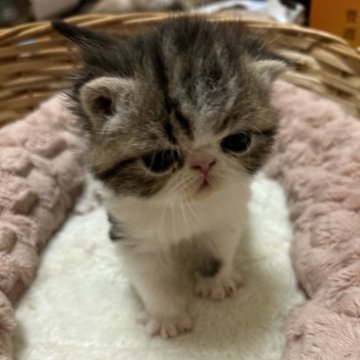 エキゾチックショートヘア【愛媛県・男の子・2024年3月6日・ブラウンパッチドタビーホワイト】の写真「キリッとした男前くん🤓」