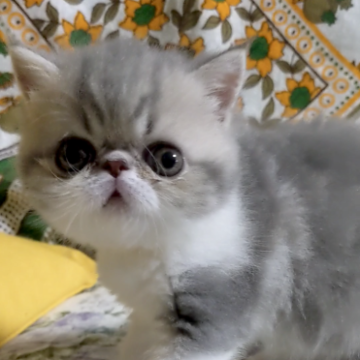 エキゾチックショートヘア【愛媛県・男の子・2023年5月21日・ブルータビー・ホワイト（ショートヘア）】の写真「クリクリのお目々で👀じっーーと見つめてきます♥」