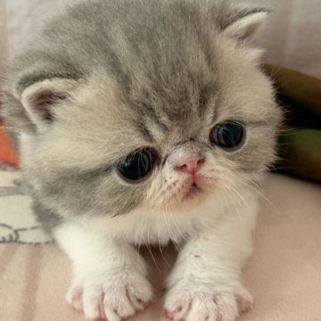 エキゾチックショートヘア【愛媛県・男の子・2024年3月6日・ブルータビーホワイト】の写真「ポワーンとした僕🩵優しいご家族様宜しくね♡」