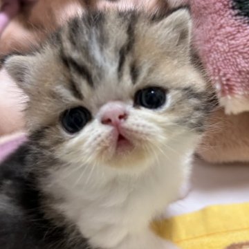 エキゾチックショートヘア【愛媛県・男の子・2024年3月6日・ブラウンタビーホワイト】の写真「顔見たらヨチヨチ歩いてきます🥹」