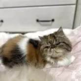 エキゾチックショートヘア【愛媛県・女の子・2025年4月6日・キャリコ】の写真10