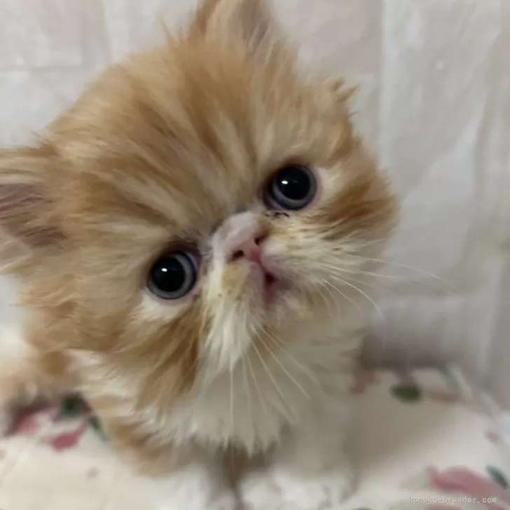 ID：2501-00991の子猫