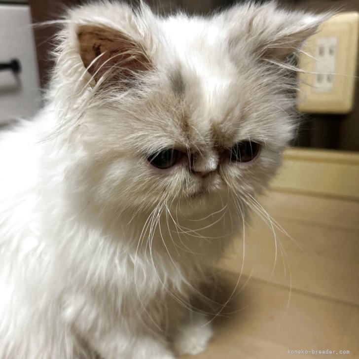 ブリーダー画像