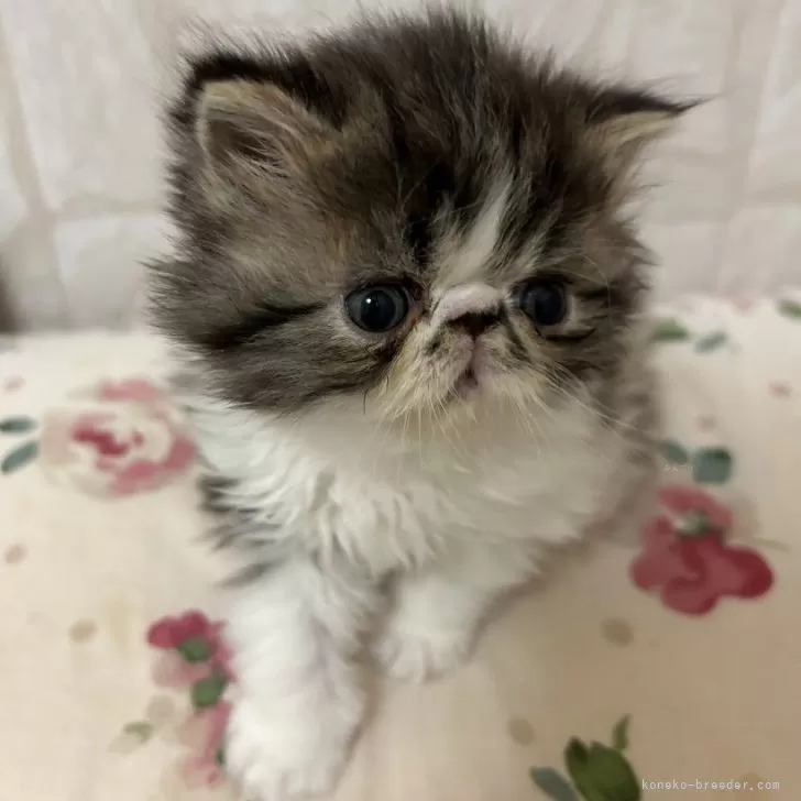 ID:2501-00993の子猫