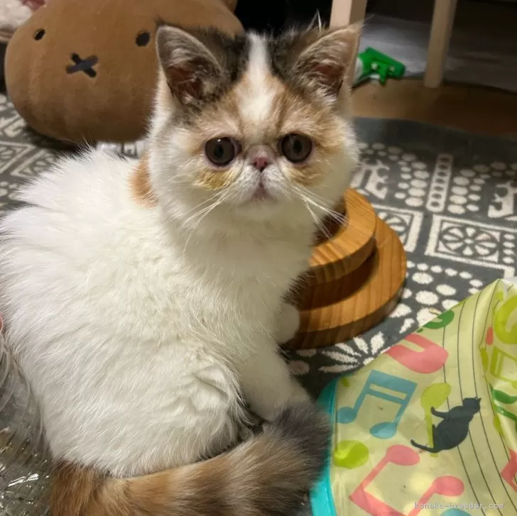 ID:2502-00579の子猫