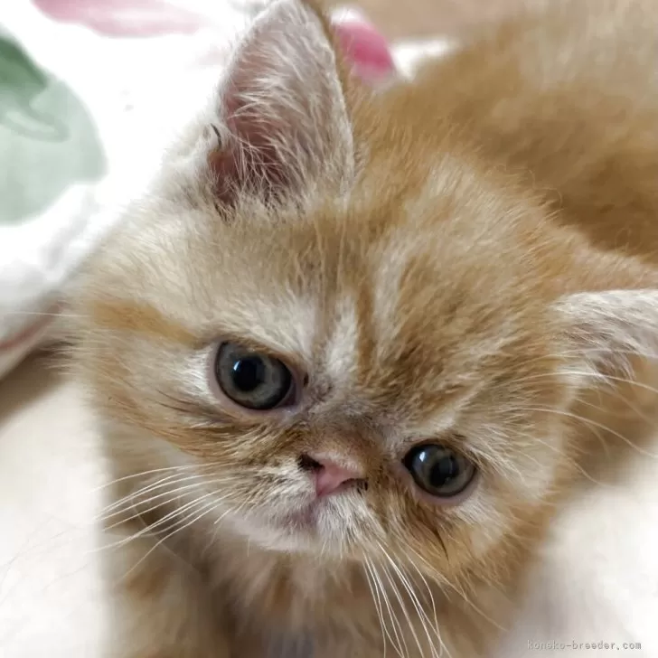 ID：2507-00309の子猫