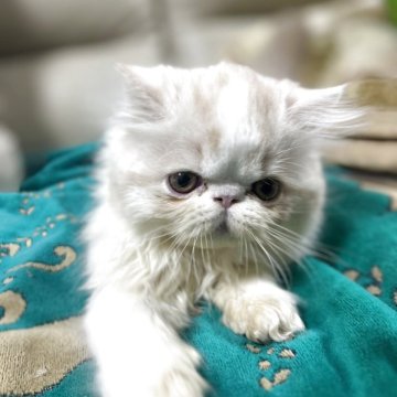 エキゾチックショートヘア【愛媛県・男の子・2025年9月18日・クリームホワイト（ロング）】の写真「LINEビデオ見学可能🉑」