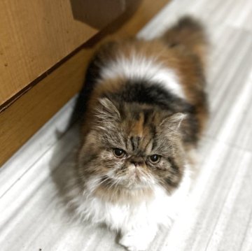 エキゾチックショートヘア【愛媛県・女の子・2025年4月6日・キャリコ(ロング)】の写真「11月岡山、大阪、京都、愛知方面出張も可能です🚙」