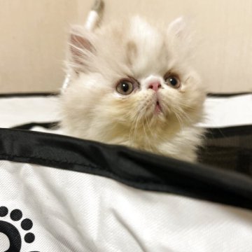 エキゾチックショートヘア【愛媛県・男の子・2025年9月18日・クリームホワイト（ロング）】の写真「ポワーンとした癒しくん♡LINEビデオ見学可🉑」