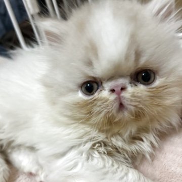 エキゾチックショートヘア【愛媛県・男の子・2025年9月18日・クリームホワイト（ロング）】の写真「ポワーンとした癒しくん♡」
