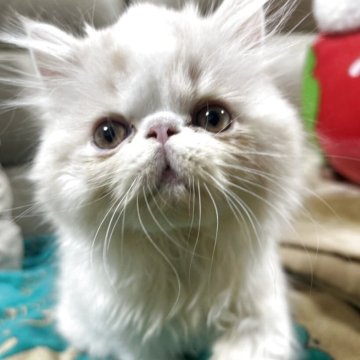 エキゾチックショートヘア【愛媛県・男の子・2025年9月18日・クリームホワイト（ロング）】の写真「キュートな男の子🩷」