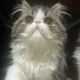 エキゾチックショートヘア