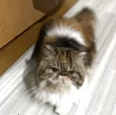 エキゾチックショートヘア【愛媛県・女の子・2025年4月6日・キャリコ】の写真1「とにかく可愛いエレガントちゃんです💕」