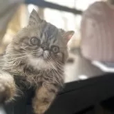 エキゾチックロングヘア