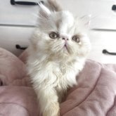 エキゾチックショートヘア