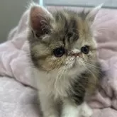 エキゾチックショートヘア