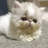 エキゾチックショートヘア