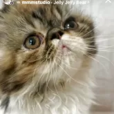 エキゾチックロングヘア