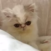 エキゾチックロングヘア