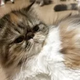 エキゾチックショートヘア