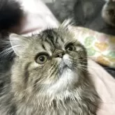 エキゾチックショートヘア