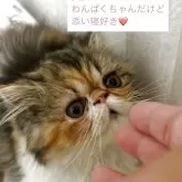 エキゾチックロングヘア