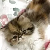 エキゾチックロングヘア