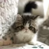 エキゾチックロングヘア