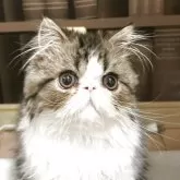 エキゾチックロングヘア
