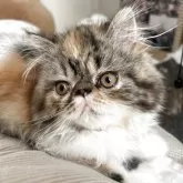 エキゾチックロングヘア
