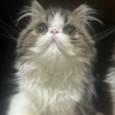 エキゾチックロングヘア