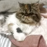 エキゾチックショートヘア