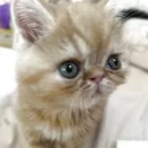 エキゾチックショートヘア